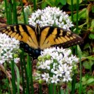 1/4 lb Seed Garlic Chives  Squirrel Deturant, great for your garden    #ABG19