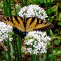 1/4 lb Seed Garlic Chives Squirrel Deturant, great for your garden #ABG19