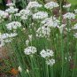 1/4 lb Seed Garlic Chives Squirrel Deturant, great for your garden #ABG19