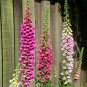 800 seeds Foxglove Mix color seed Natures Mosquitoe Control ( #ABG19