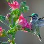 100 fresh seeds flower Hollyhock Mix Seed, easy to grow     #ABG19