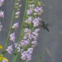 400 seeds Palmer's Penstemon Seed, easy to grow     #ABG19