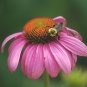 800 seeds flower seedsPurple Coneflowers, easy to grow #ABG19