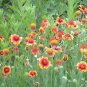 1000 fresh seeds Firewheel Blanketflower,easy to grow #ABG19