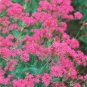 800 fresh flowe Catchfly Cluster Seeds #ABG19