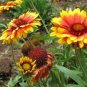 flower seeds Firewheel Blanketflower, 500 seeds #ABG19