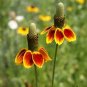 fresh flower seeds Hardy Mexican Hat, 1000 seeds #ABG19