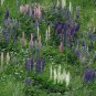 100 fresh flower seeds  Spring Special Russell Lupine #ABG19