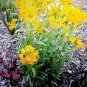 Fragrant Siberian Wallflower fresh flower seeds,600 seeds #ABG19