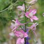 100 fresh flower seeds Larkspur Mix, Ready to Plant #ABG19
