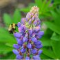200 fresh flower  sierra native lupine, ready to plant   #ABG19