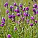 1000 fresh flower  Purple Prairie Clover, ready to plant   #ABG19