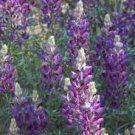 200 fresh flower  sierra native lupine, ready to plant   #ABG19