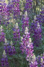 200 fresh flower  sierra native lupine, ready to plant   #ABG19