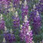 200 fresh flower  sierra native lupine, ready to plant   #ABG19