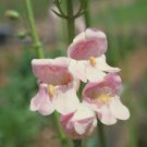 400 fresh flower Palmer's Penstemon Seed   #ABG19