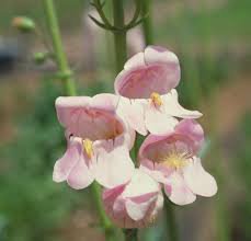 400 fresh flower Palmer's Penstemon Seed   #ABG19