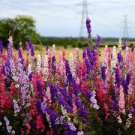 100 fresh flower seeds Larkspur Mix,  Ready to Plant  #ABG19