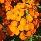 Fragrant Siberian Wallflower fresh flower seeds,600 seeds #ABG19