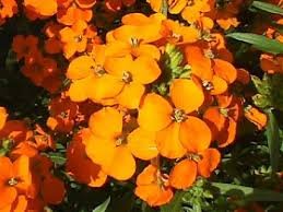 Fragrant Siberian Wallflower fresh flower seeds,600 seeds #ABG19