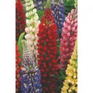 100 fresh flower seeds  Spring Special Russell Lupine #ABG19