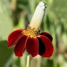 fresh flower seeds Hardy Mexican Hat, 1000 seeds #ABG19