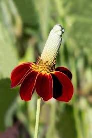 fresh flower seeds Hardy Mexican Hat, 1000 seeds #ABG19