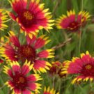 flower seeds Firewheel Blanketflower, 500 seeds   #ABG19
