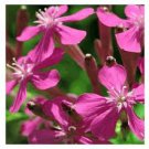 800 fresh flowe Catchfly Cluster Seeds   #ABG19