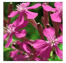 800 fresh flowe Catchfly Cluster Seeds   #ABG19