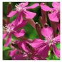 800 fresh flowe Catchfly Cluster Seeds #ABG19