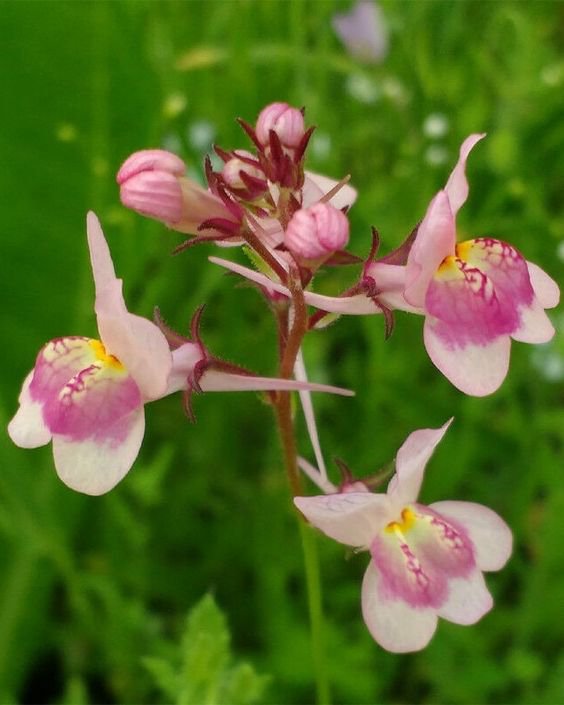 800 fresh flower seeds  Blue  Toadflax Mixed Colors  #ABG19