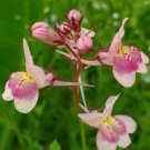 800 fresh flower seeds  Blue  Toadflax Mixed Colors  #ABG19
