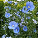 400 fresh   Blue Flax Seed,easy to grow   #ABG19