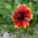 1000 fresh seeds  Firewheel Blanketflower,easy to grow    #ABG19