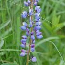 400 fresh seeds Native Lupine, great for your garden    #ABG19