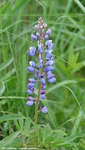 400 fresh seeds Native Lupine, great for your garden    #ABG19