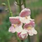 400 seeds Palmer's Penstemon Seed, easy to grow     #ABG19