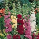 100 fresh seeds flower Hollyhock Mix Seed, easy to grow     #ABG19