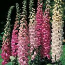 800 seeds Foxglove Mix color seed Natures Mosquitoe Control ( #ABG19