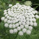 200 Seed Queen Anne's Lace, easy to grow    #ABG19