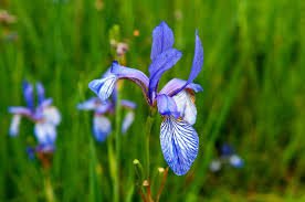 200 seeds Hardy Wild Blue Iris  Mosquitoe Control, easy to grow   #ABG19