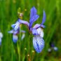 200 seeds Hardy Wild Blue Iris Mosquitoe Control, easy to grow #ABG19