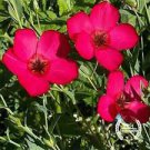 400 seeds Scarlet Flax, easy to grow   #ABG19