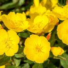 1/4 pound fresh flower Seeds Evening Primrose,easy to grow  #ABG19