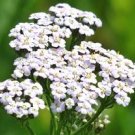 1/4 pound fresh flower Seeds White Yarrow  Naturalized Herb Landscapes,  #ABG19