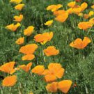 flower seeds  Cold Hardy  Fresh California Poppy Seeds. 500 seeds #ABG19