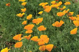 flower seeds  Cold Hardy  Fresh California Poppy Seeds. 500 seeds #ABG19