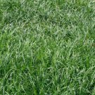 108 Plants Liriope Spicata Grass in 2-1/2 inch Pots