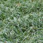 108 Plants Liriope Spicata Grass in 2-1/2 inch Pots